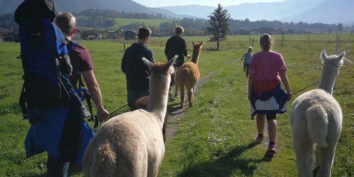 Alpaka Wanderung in Leogang
